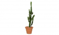 Kaktus Euphorbia